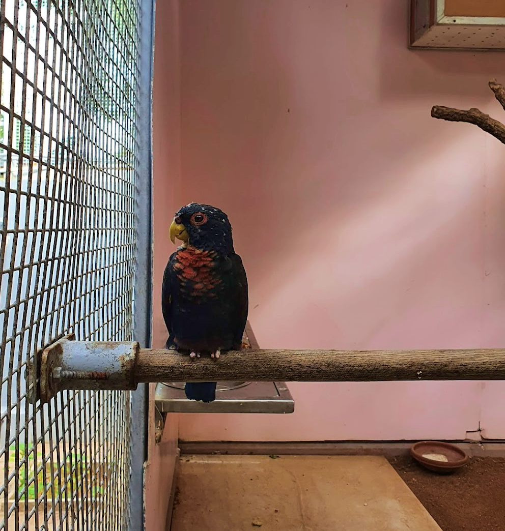 caged bird looking out