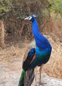 peacock closeup at kbr park h