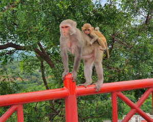 Monkey mom on a railing with her baby on her back