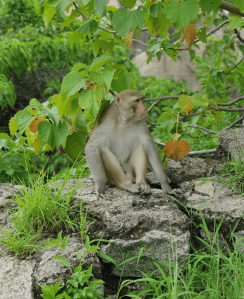 monkey at bongir fort