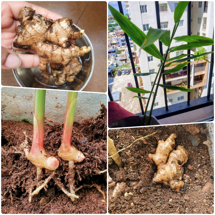 Kitchen Garden from&nbsp;Scraps