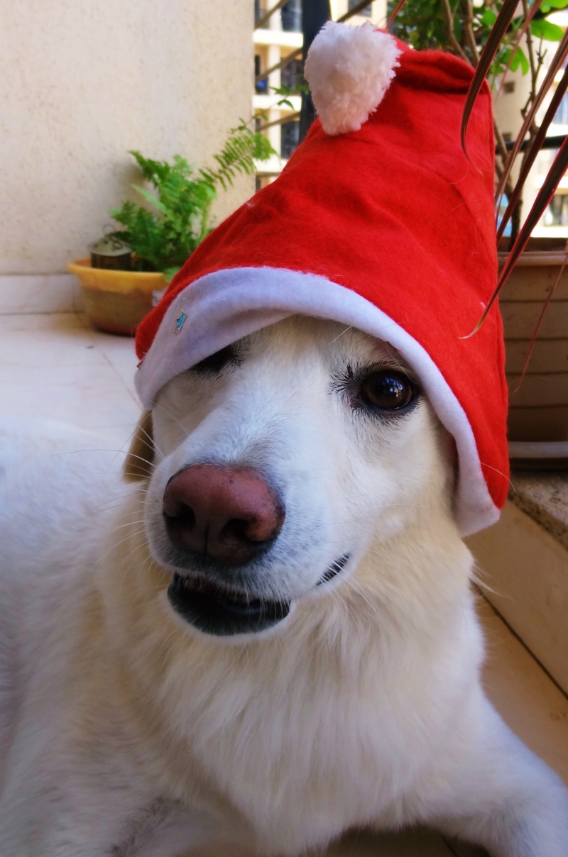 Cute Dog in a Santa Cap