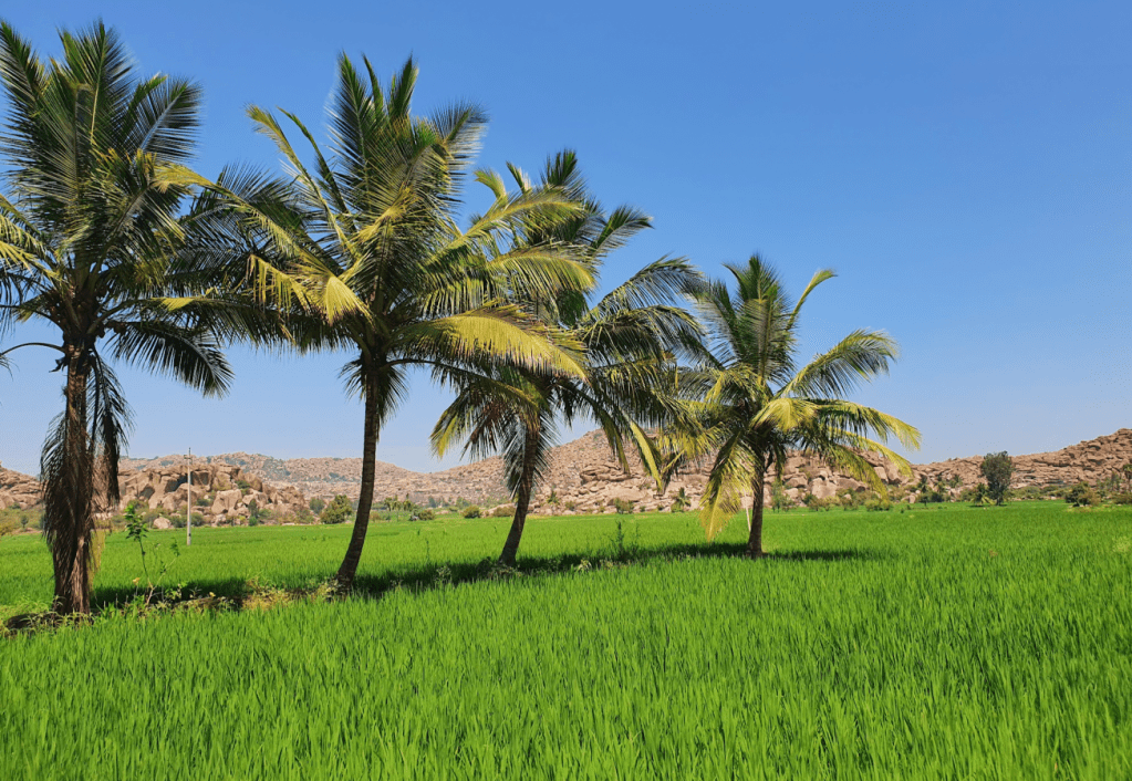 Hampi paddy fields with palm trees and mountains in the background