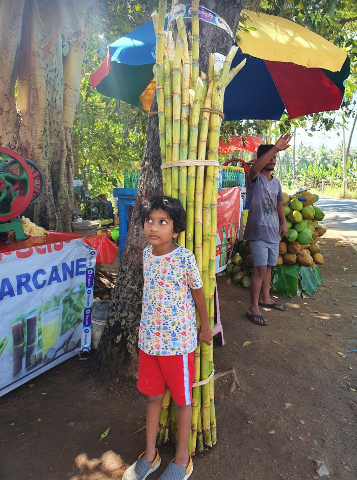 child standing with a bunch of tall sugarcanes ready for juicing in hampi