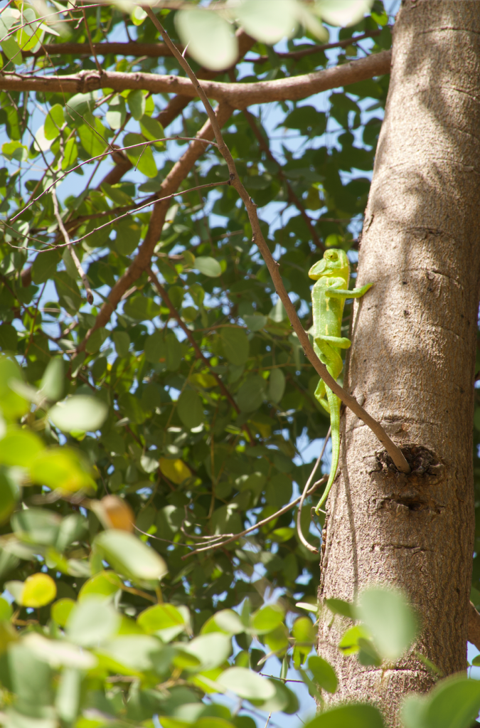 a green chameleon climbing a tree at hampi zoo