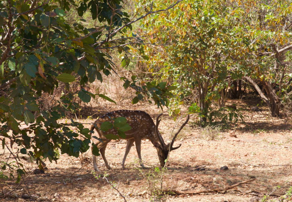 chital Deer grazing in the forest at hampi zoo