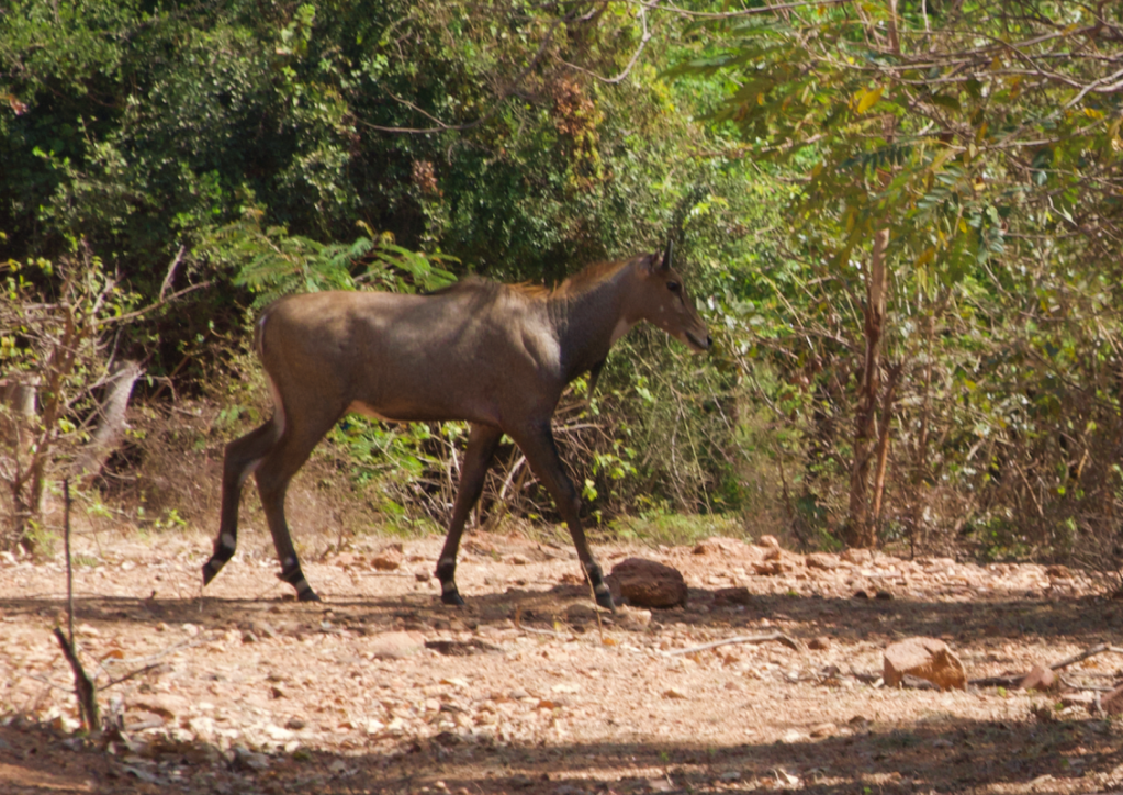 Nilagai deer roaming around the forested area of hampi zoo