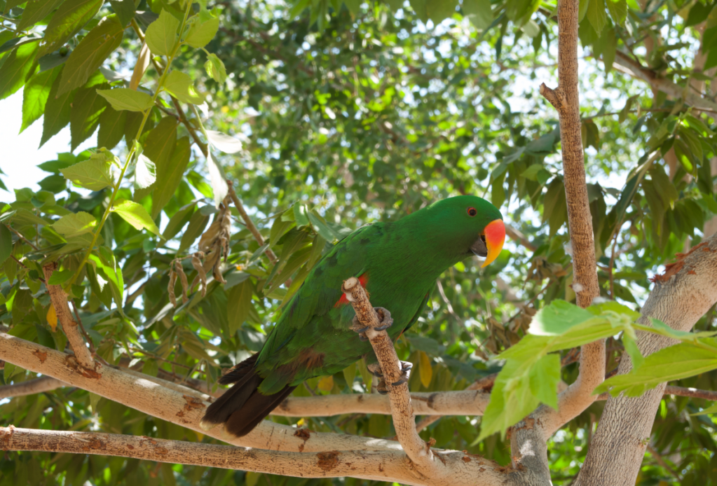 a green parrot with an orange beak sitting on a perch at hampi zoo