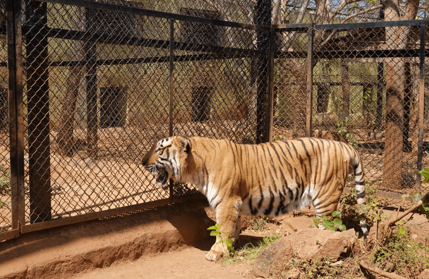 A royal bengal tiger at the Hampi zoo in its enclosure