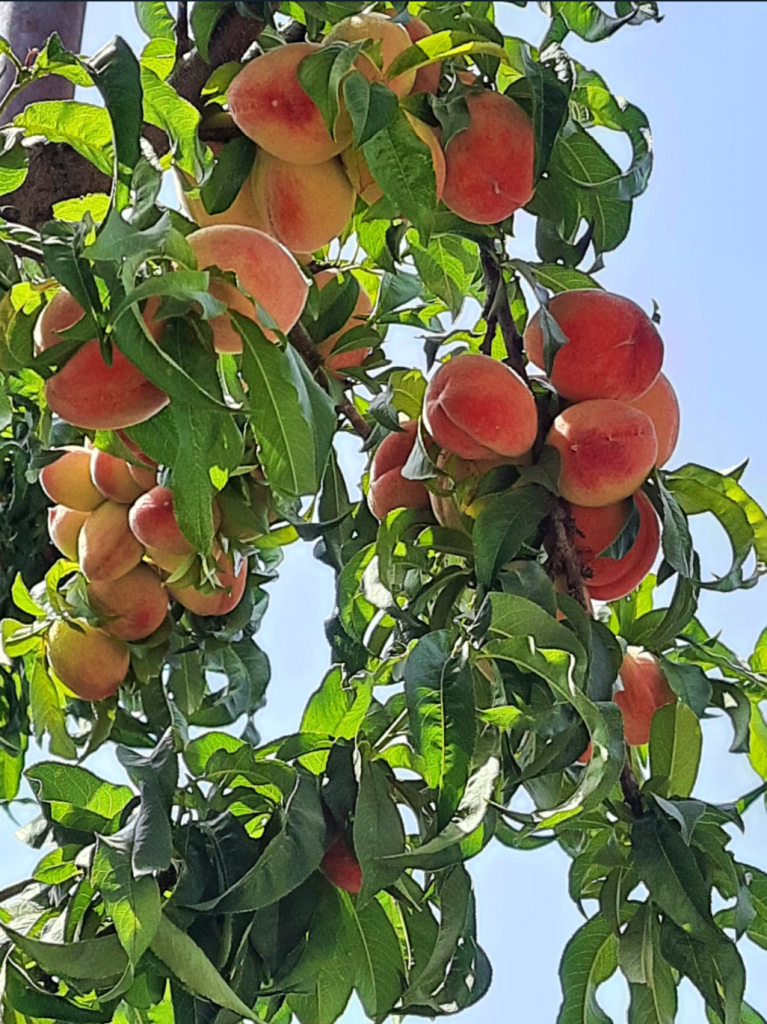 apricots growing on a tree