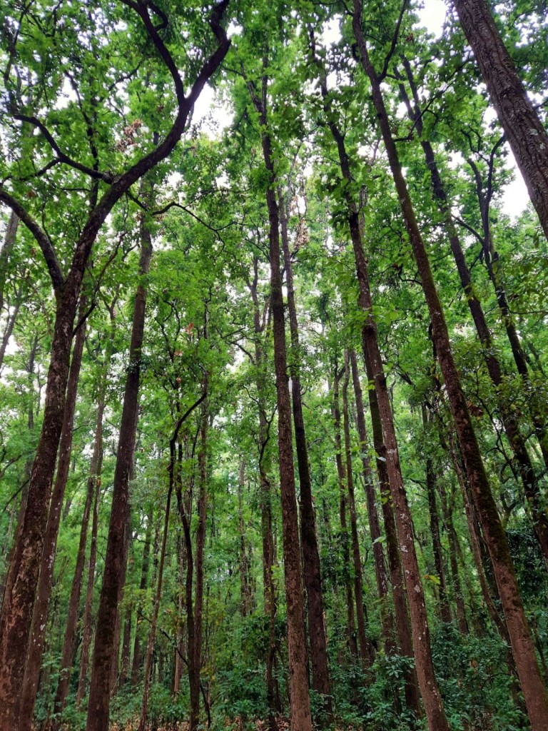 tall sal trees in the forests of northern india