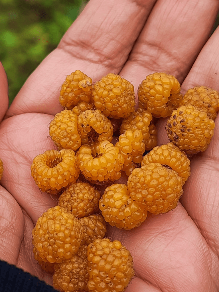 golden raspberries in the palm of a hand