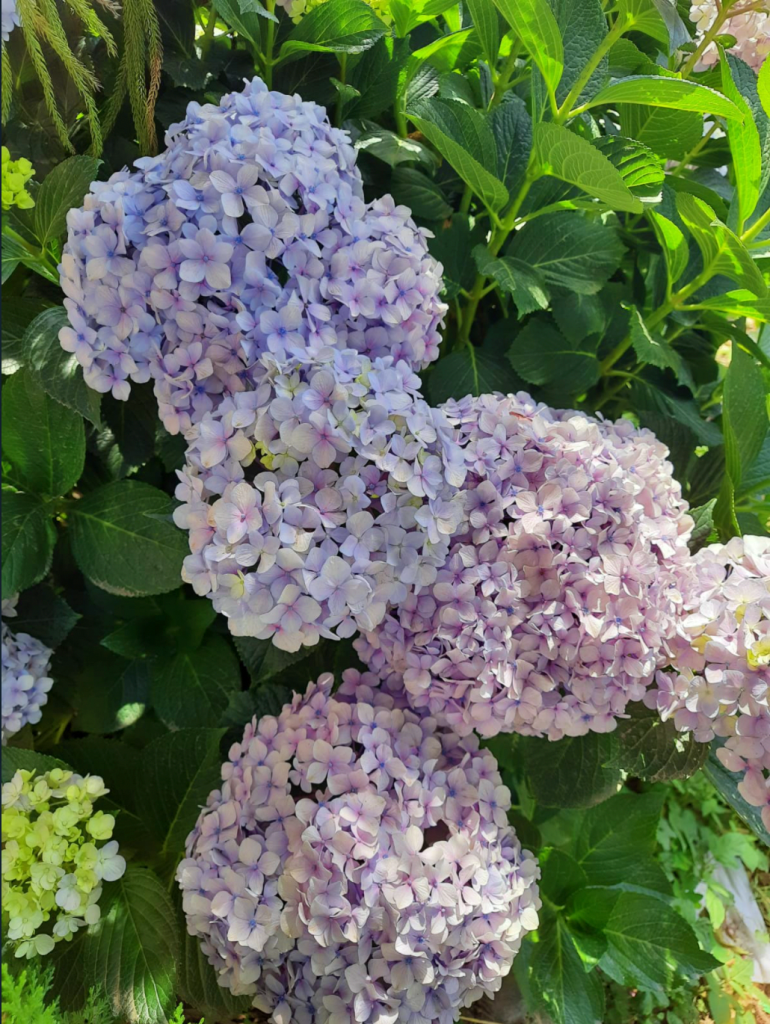 purple hydrangeas shrub