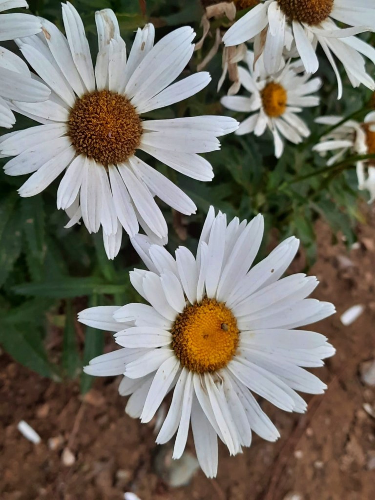 white daisies