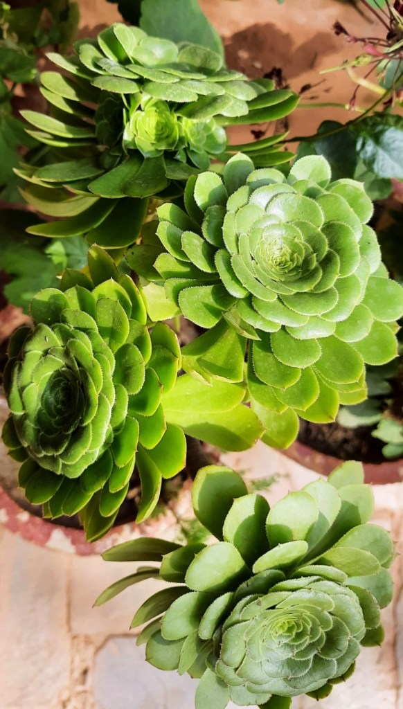 succulent with leaves that look like flowers