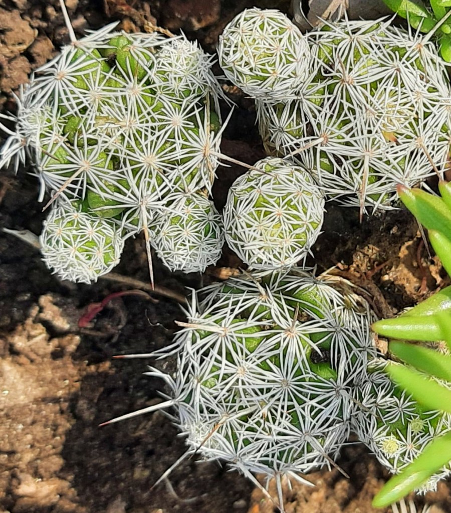 spiky plant that look like green balls covered with a net of thorns