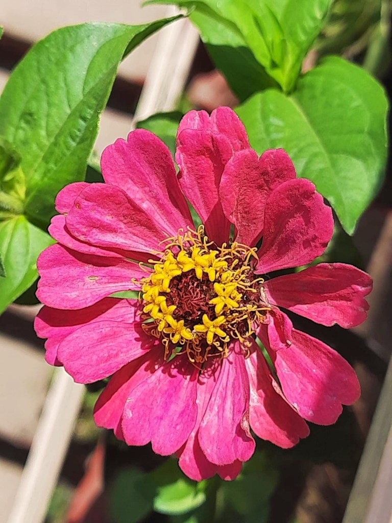 bright pink flower with yellow centre