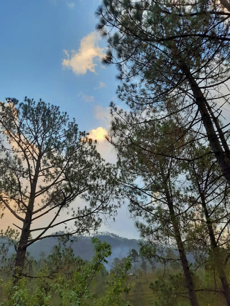 blue skies with a mountain range in the background and trees in the foreground