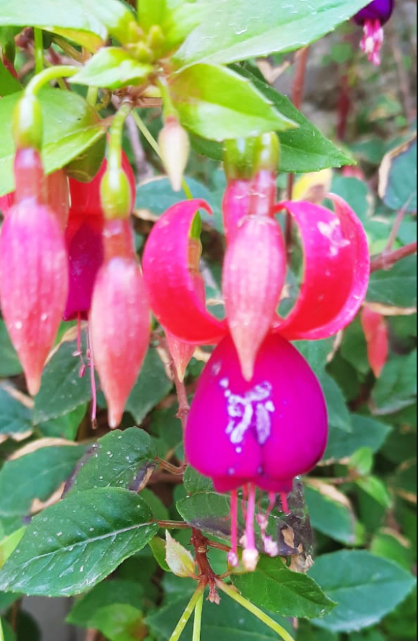 wild orchid that looks like ganesha or the elephant god with big ears and trunk, and a rounded belly