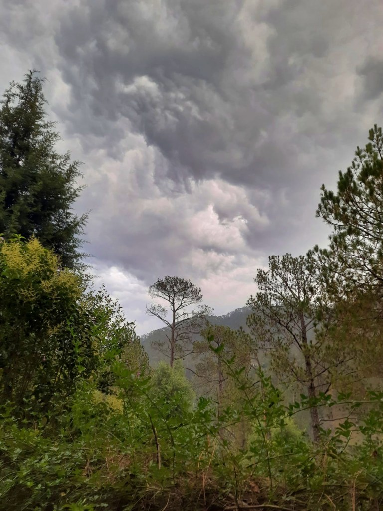 cloudy grey skies over a lush green forest with tall trees