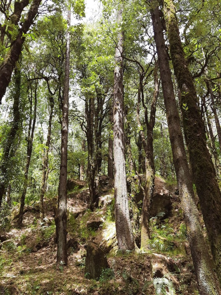 tall trees in the forest 
