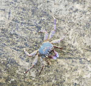 a Mottled Lightfoot Crab crawling on a rock surface