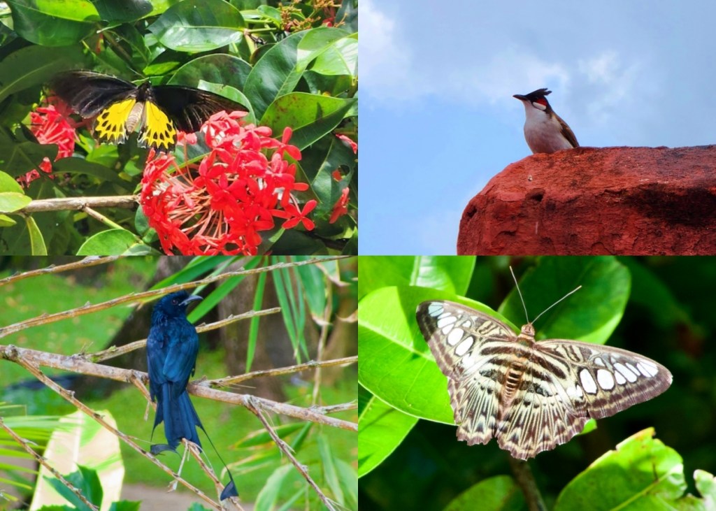 collage of the winged creatures spotted in the andaman islands. a Common Birdwing, a Red-whiskered Bulbul, a Clipper butterfly, and the Racket-tailed Drongo