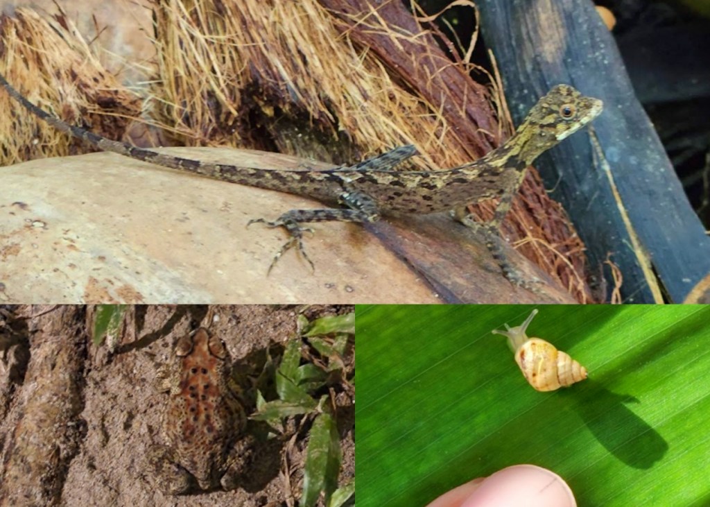 Collage of critters found at Taj exotica at Havelock Island. These are a garden lizard, the common Asian toad, and a tiny snail