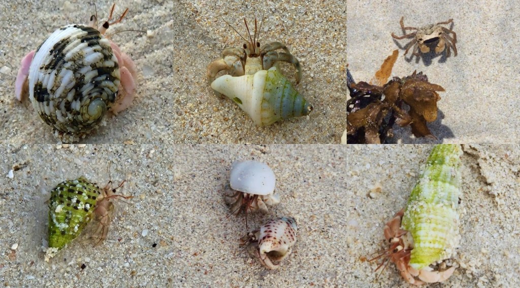 collage of different hermit crabs on the sandy beaches of havelock island or swaraj dweep