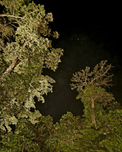 the night sky with a few stars shining through with the view of tall green trees from below