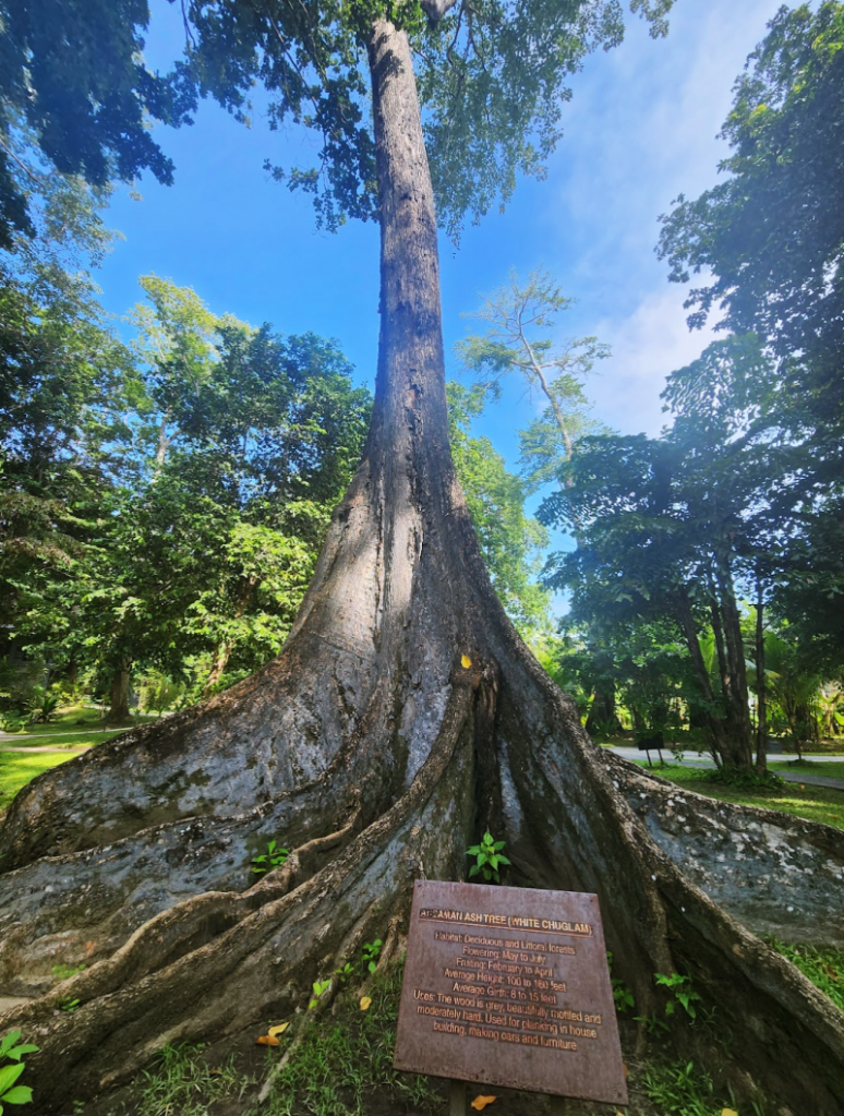the andaman ash tree towering in the blue sky. the base of the trunk is spread out like folds on a curtain cloth.
