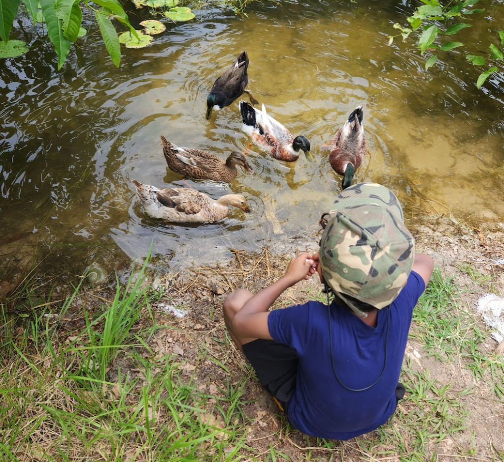 Child wearing a camo cap and blue shirt squatting in front of a pond with 5 ducks