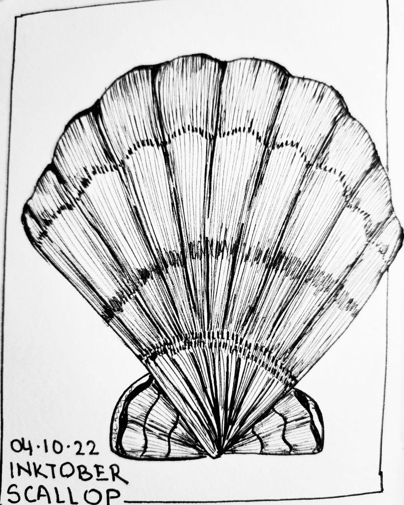 Inktober 2022 Day 4 prompt: Scallop, a pen and ink sketch of a sea scallop