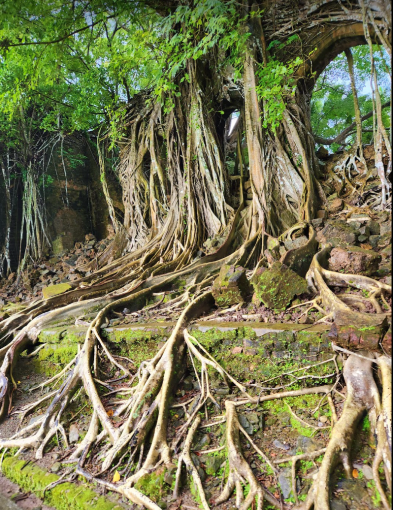 overgrown roots of trees spreading out over unused pathways