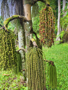 The berries of a fishtail palm tree hangs in bunches on a tree