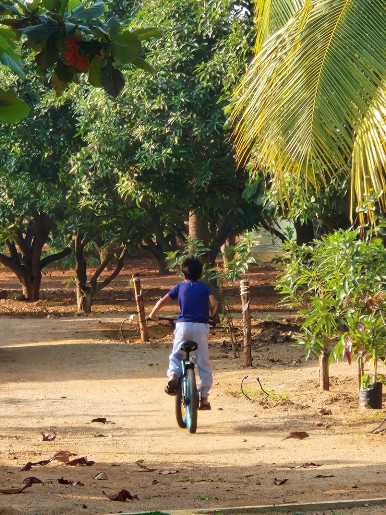 child in blue riding a cycle along the pathways between trees at a farm