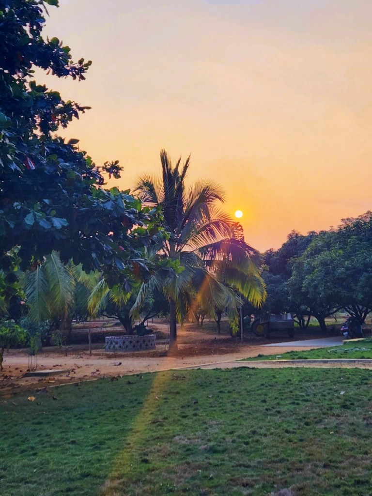 sun setting behind some palm trees and mango orchard