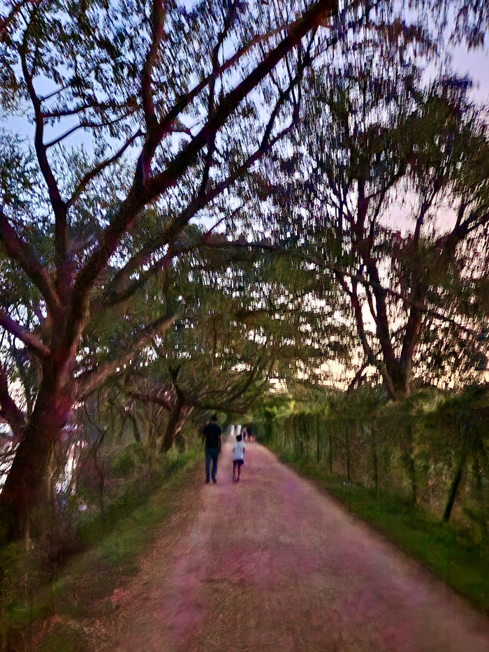walking track lined with trees on either side at Kukkarahalli Lake park in mysore