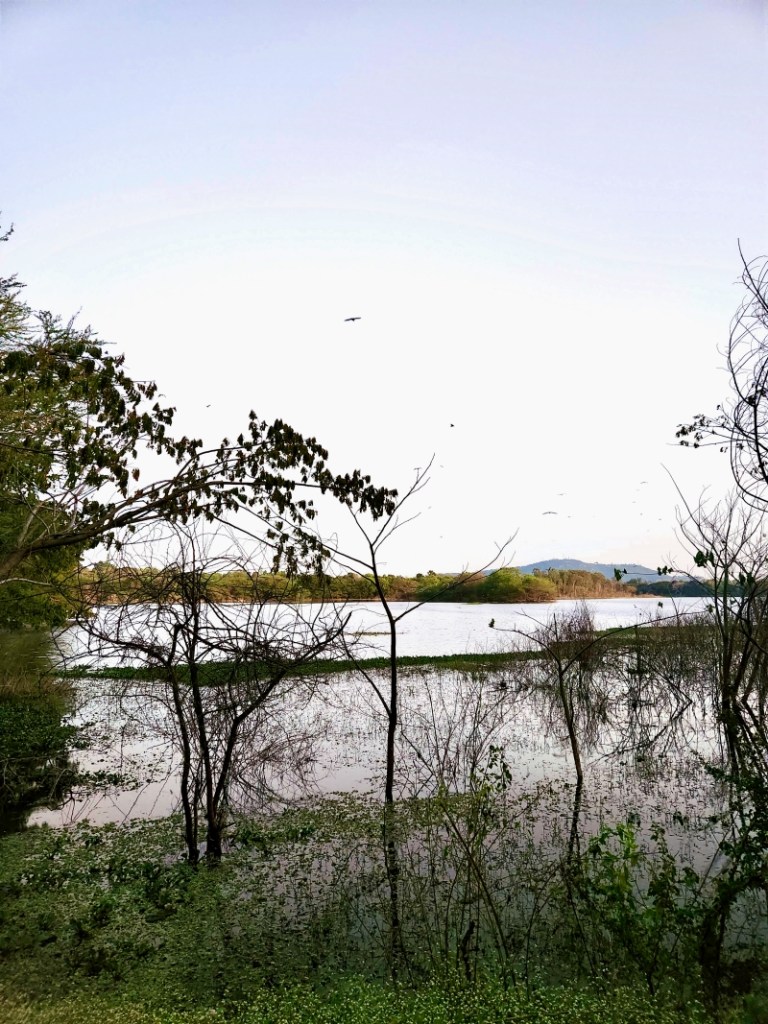 mysore's Kukkarahalli Lake in the evening with a scattering of trees 