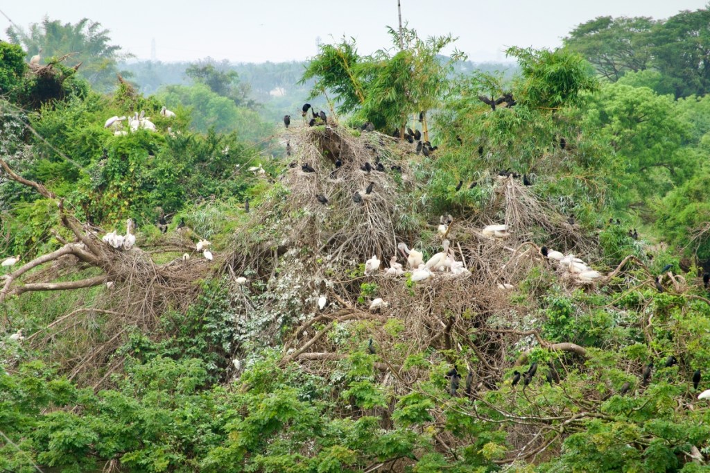 a large bushy tree filled with birds and their nests