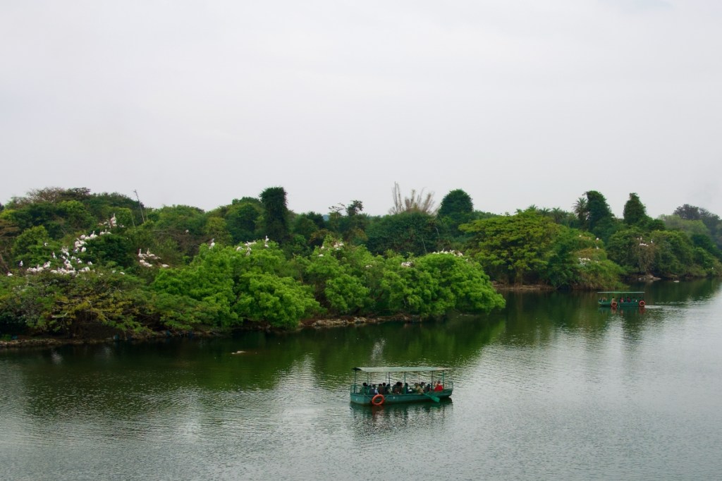 people in a small ferry in a lake at the Ranganathittu Bird Sanctuary looking at birds nesting in the trees