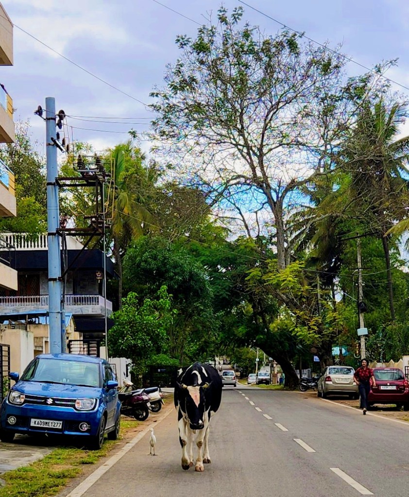 mysore roads are relatively empty except for a cow and egret taking a walk together 
