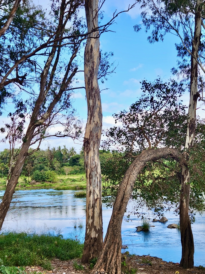 trees at the edge of sangam or confluence of three rivers—Kaveri, Lokapavani, and Hemavati.