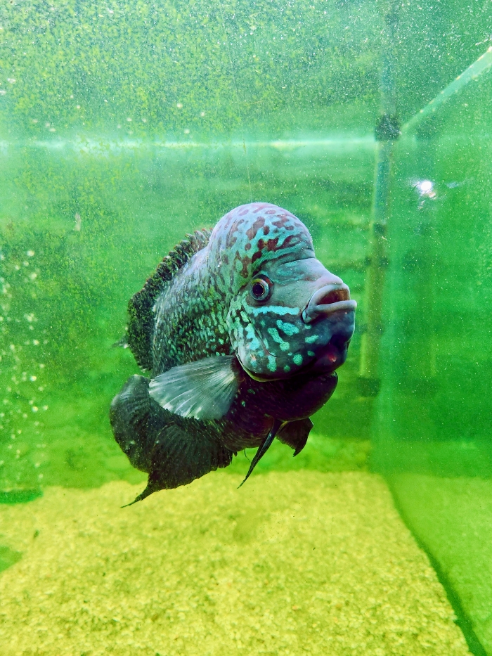 black fish  with neon markings in a green tank looking at the camera