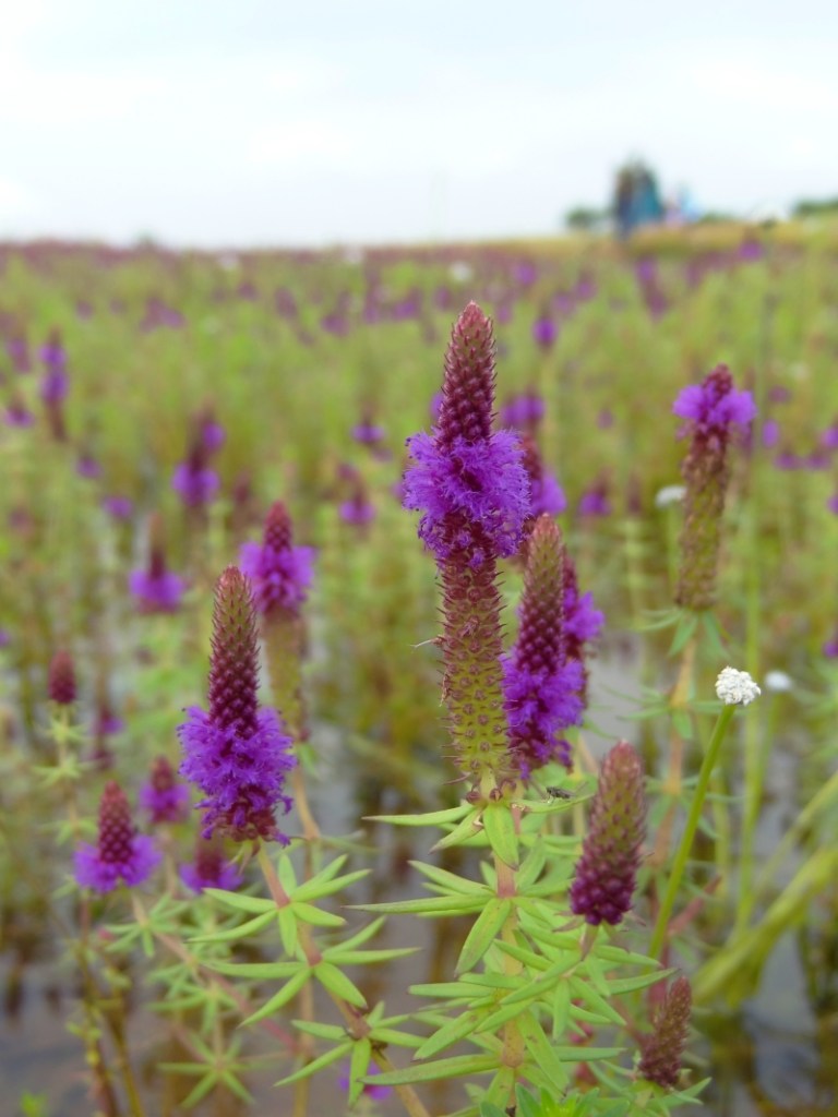 wild flowers at kaas 