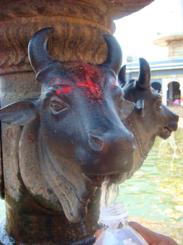 cows fountain at panchvati