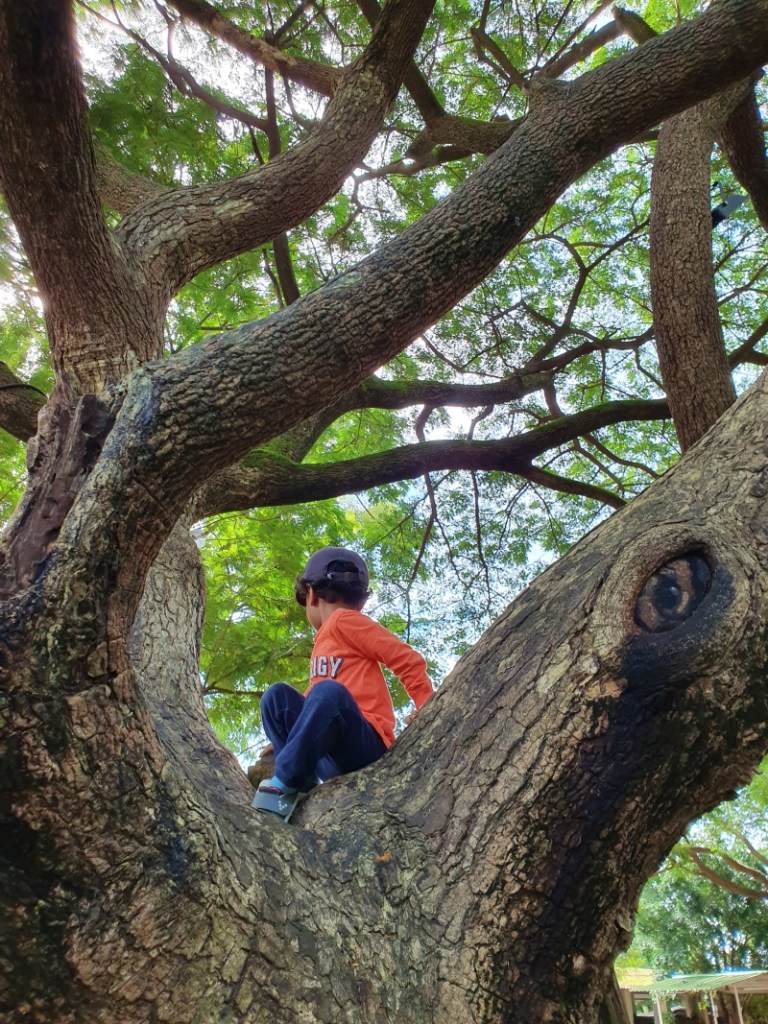 boy on a tree