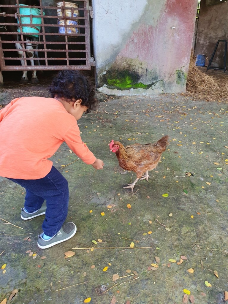 boy feeding a chicken