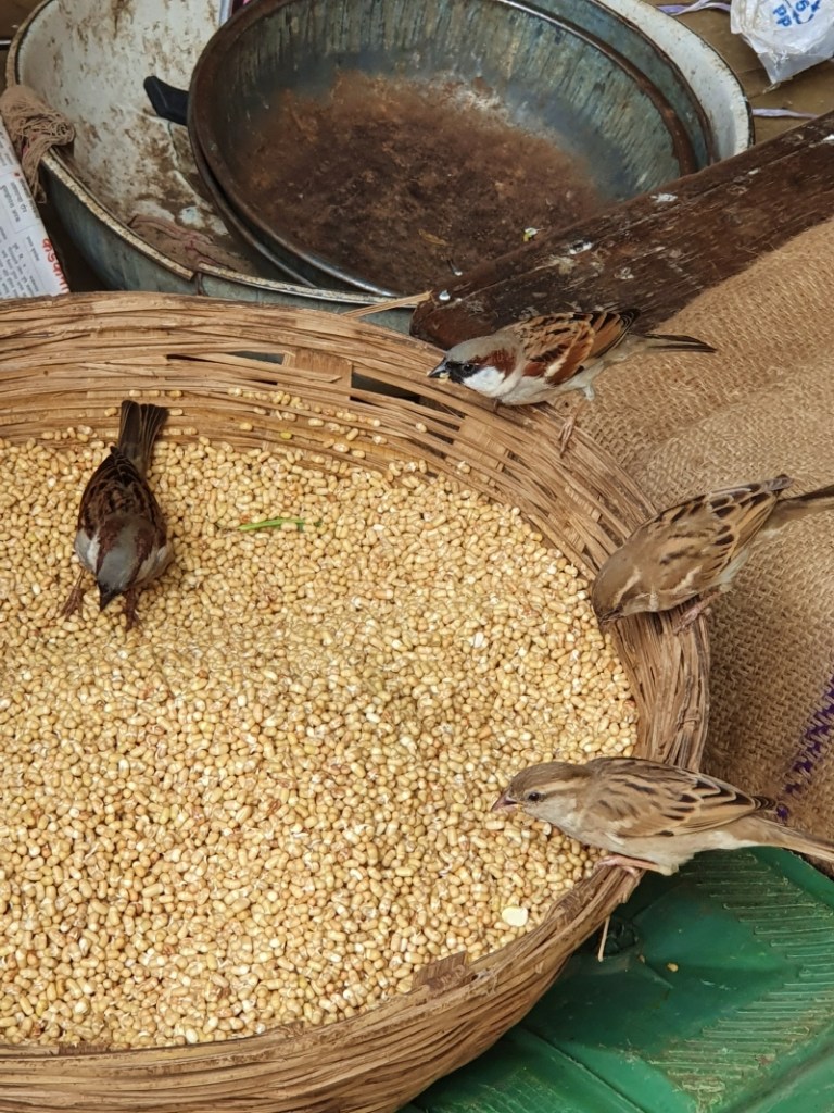 sparrows eating from a basket of grains