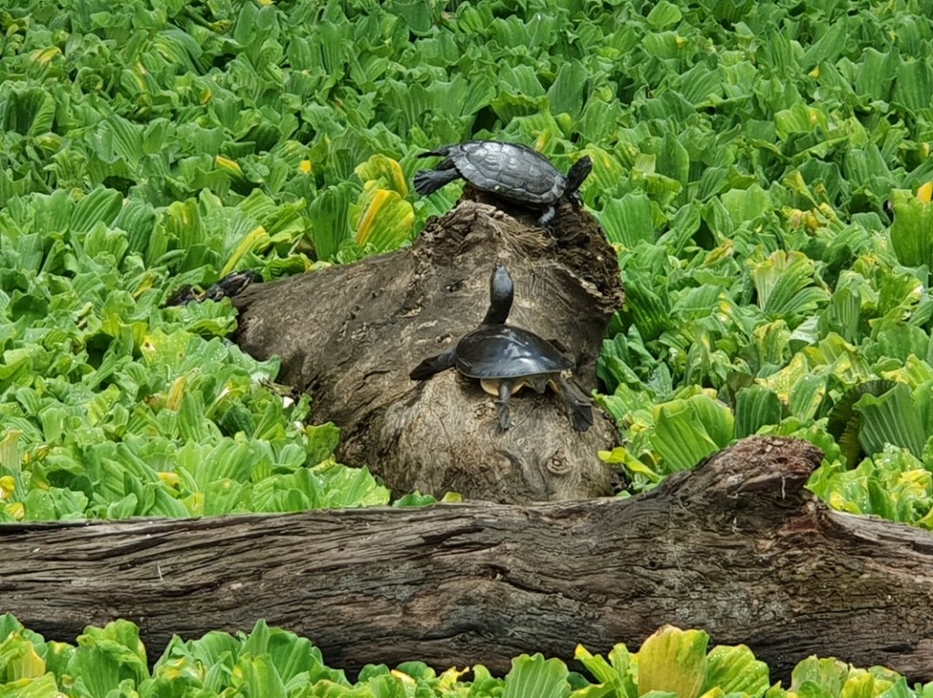 2 turtles on a log